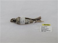 藏品(麻雀)的圖片